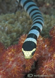 Banded sea snake.
Tiwoho, N. Sulawesi.
60mm.
 by Mark Thomas 